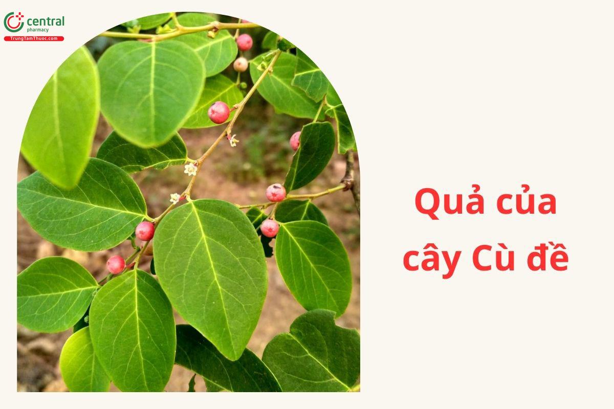 Quả của cây Cù đề