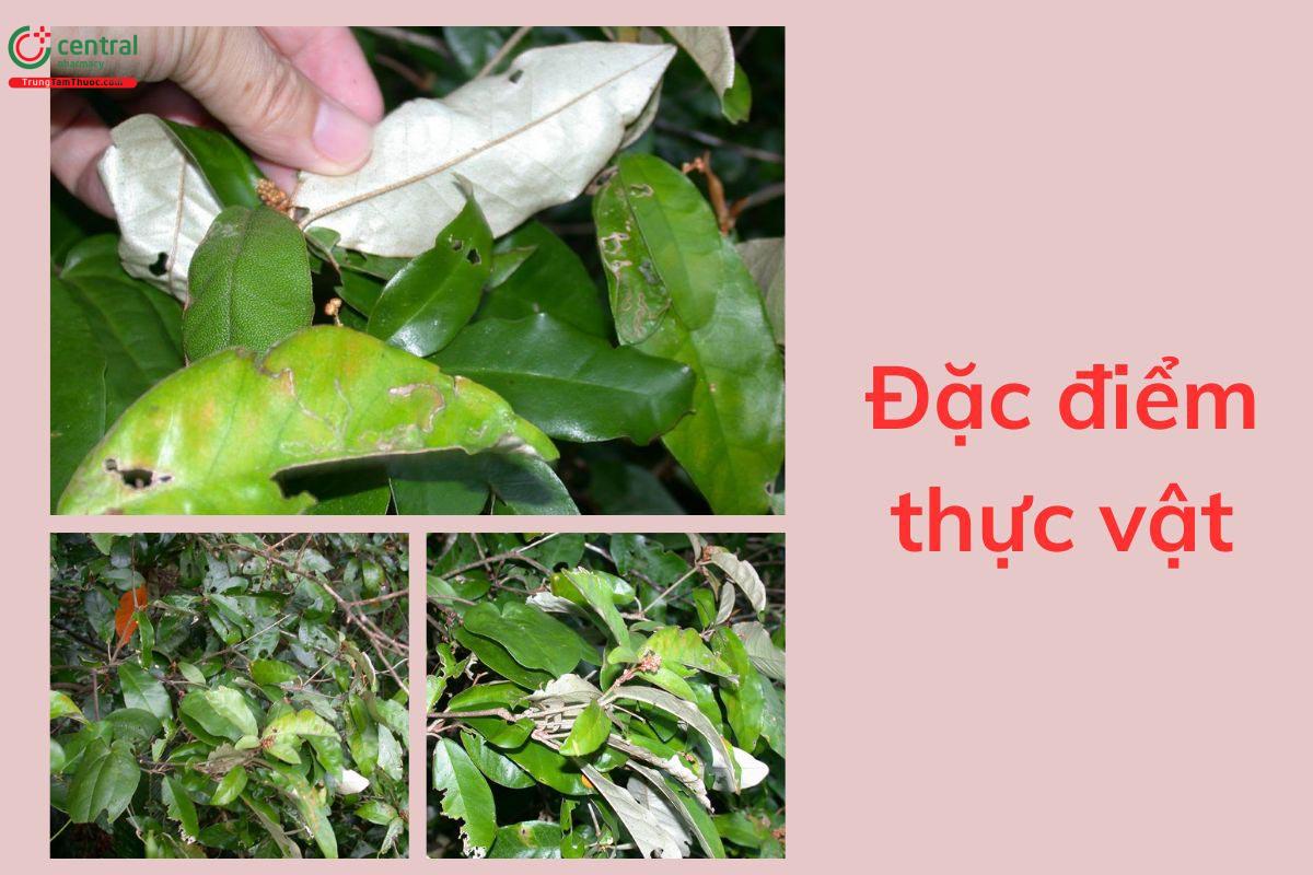 Đặc điểm thực vật