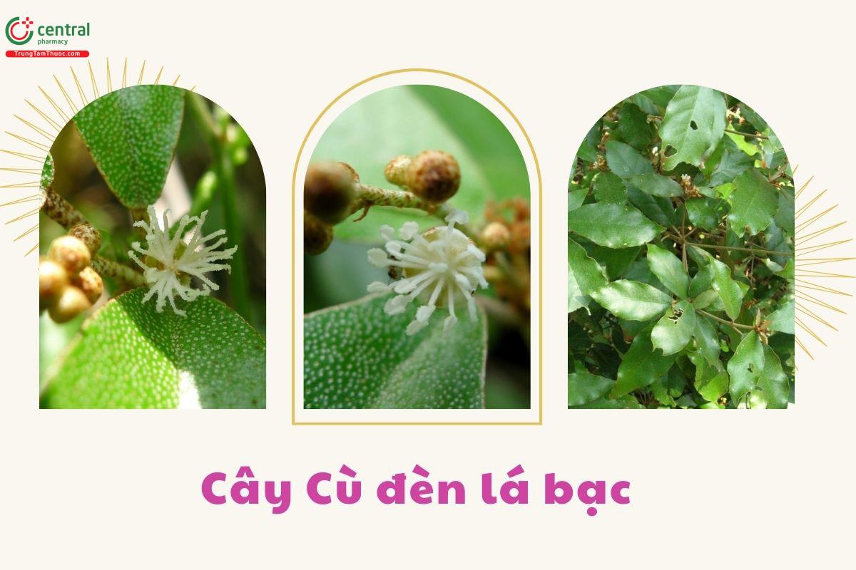 Các bộ phận của cây Cù đèn lá bạc