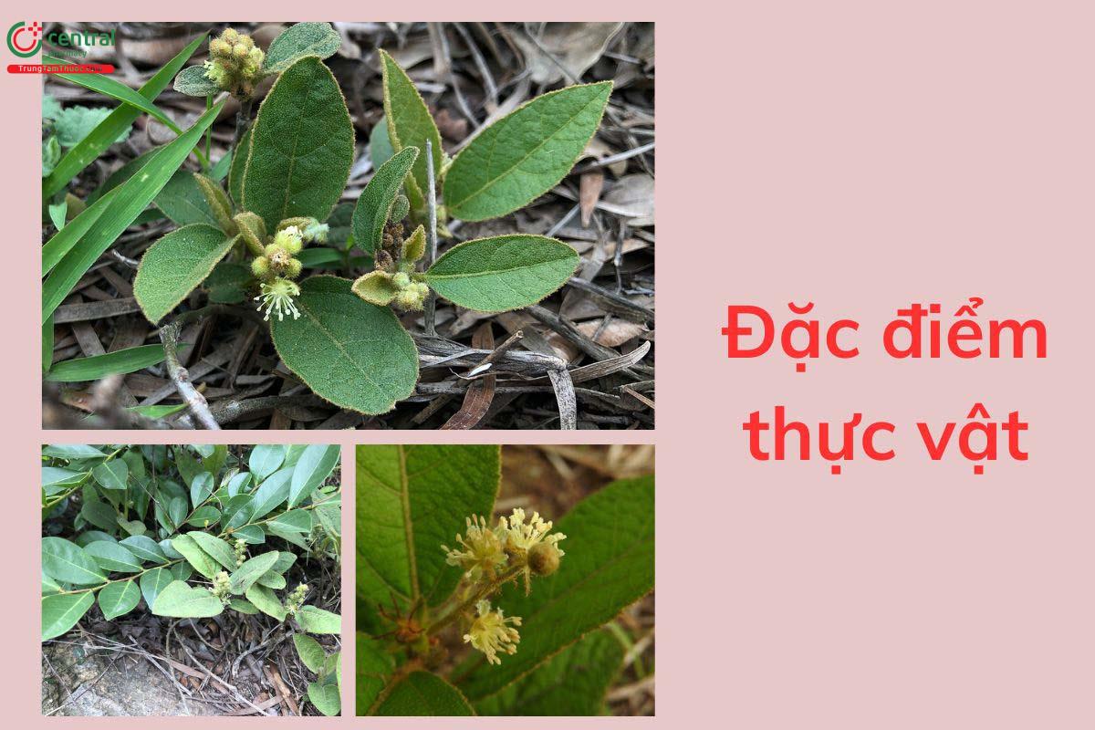 Đặc điểm thực vật