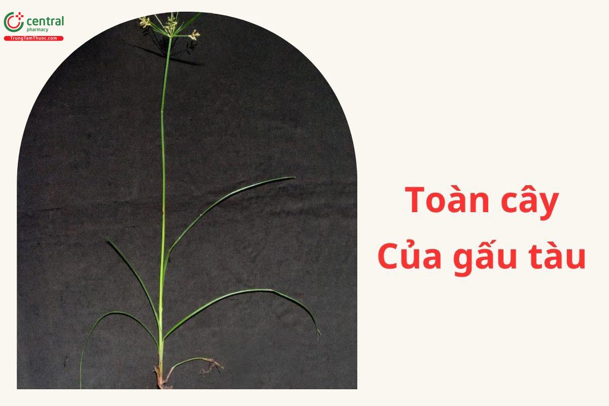 Toàn cây Củ gấu tàu