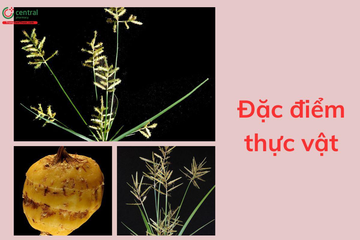 Đặc điểm thực vật