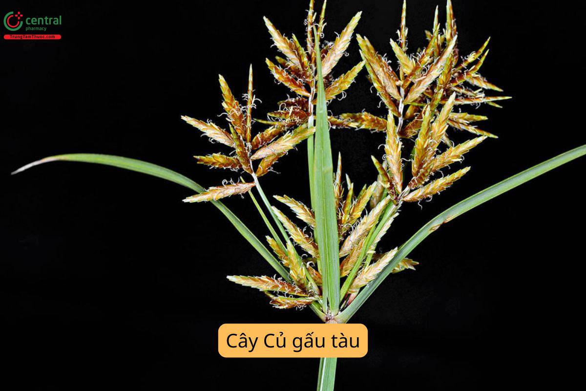 Toàn cây Củ gấu tàu