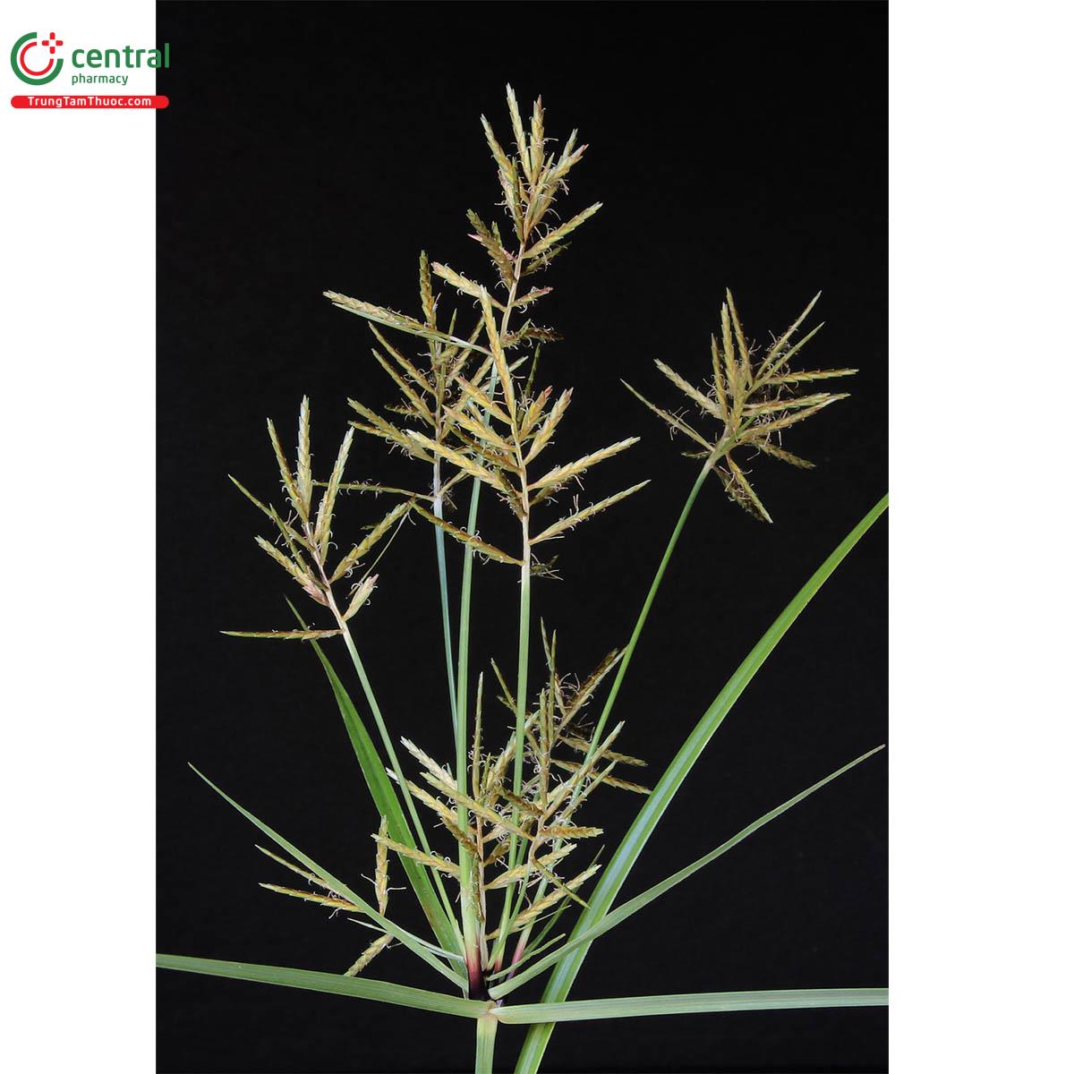 Hình ảnh cây Củ gấu tàu