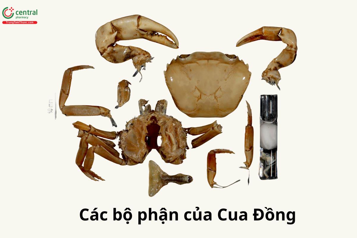 Các bộ phận của Cua Đồng