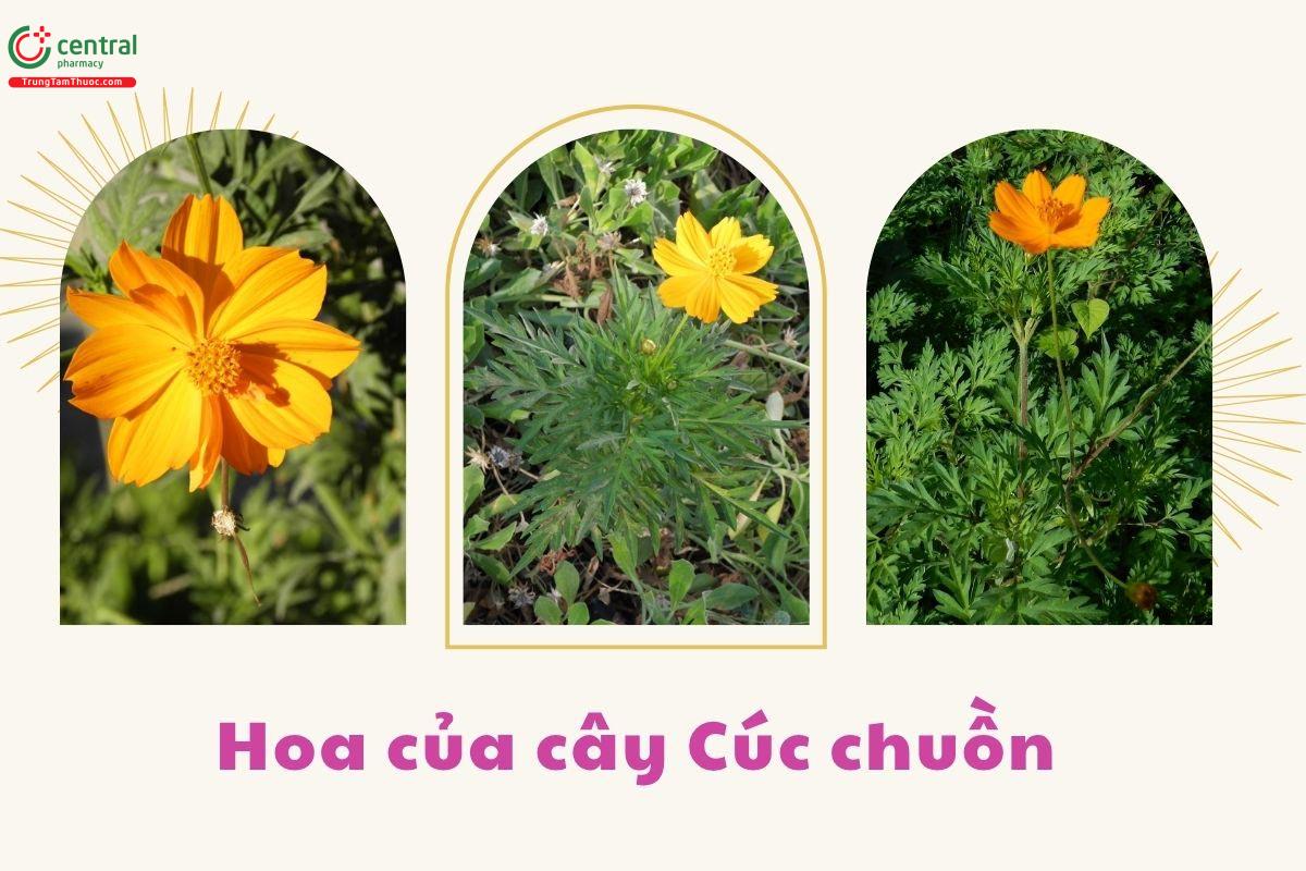 Thu hái và chế biến