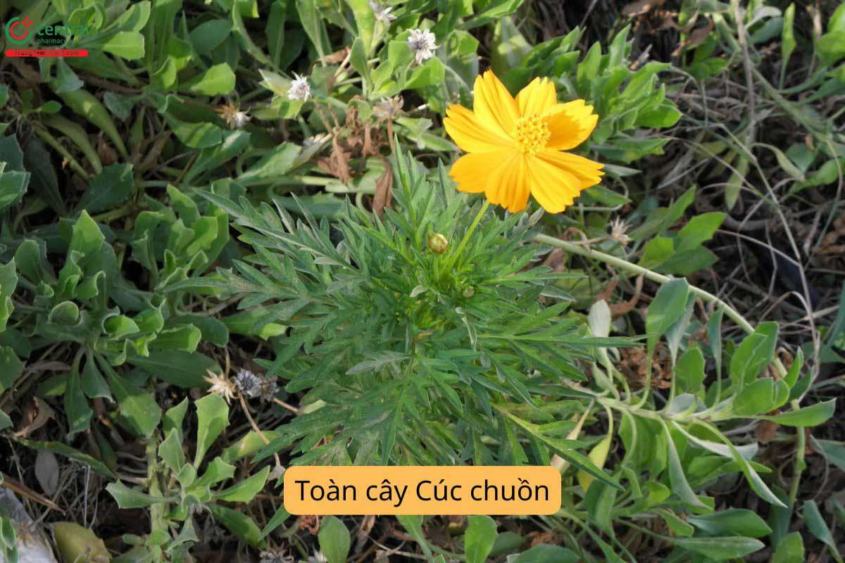 Thành phần hóa học