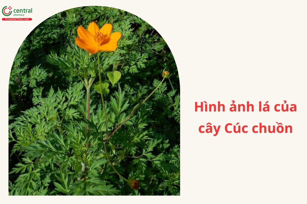 Công dụng theo Y học cổ truyền