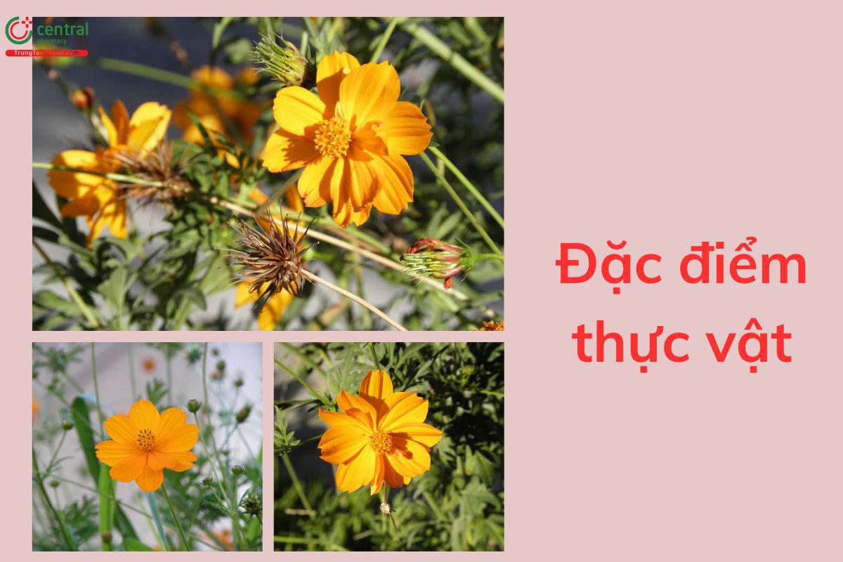 Đặc điểm thực vật