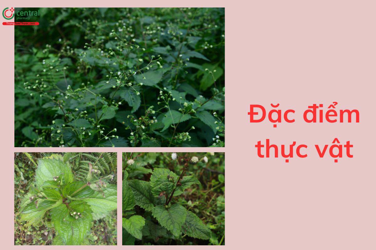 Đặc điểm thực vật