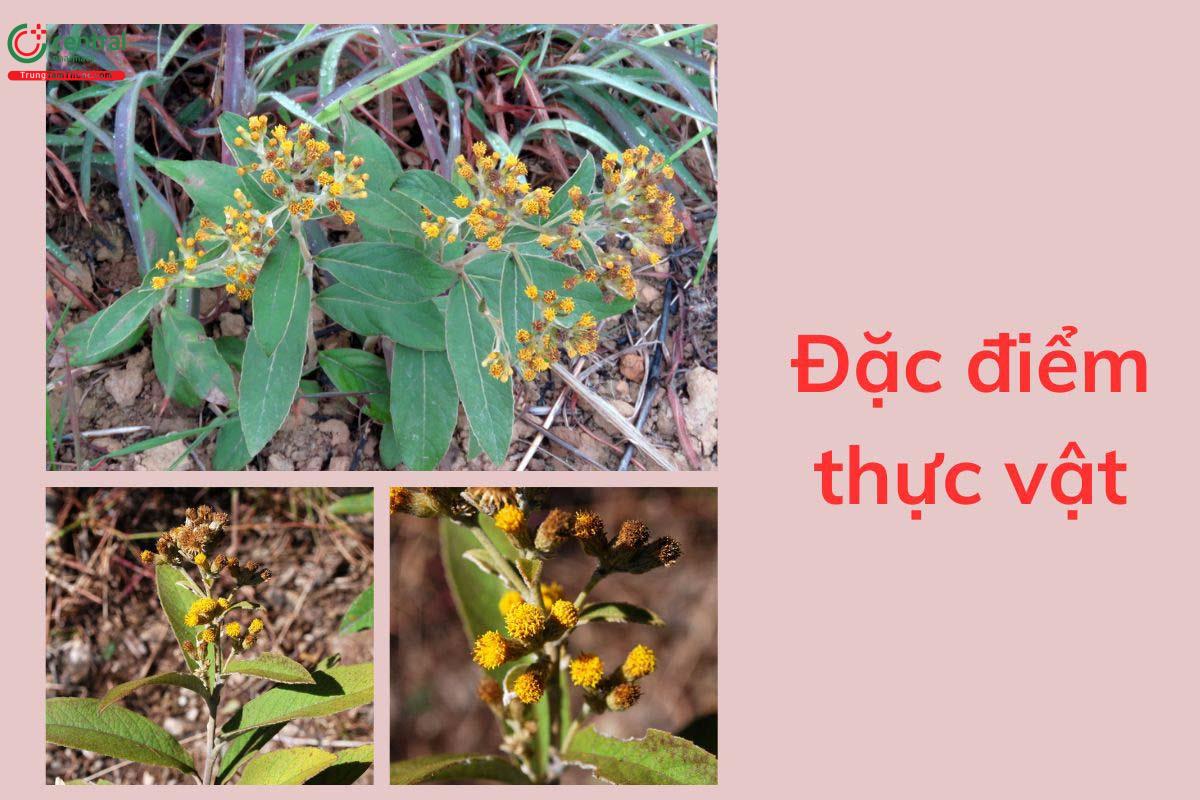 Đặc điểm thực vật