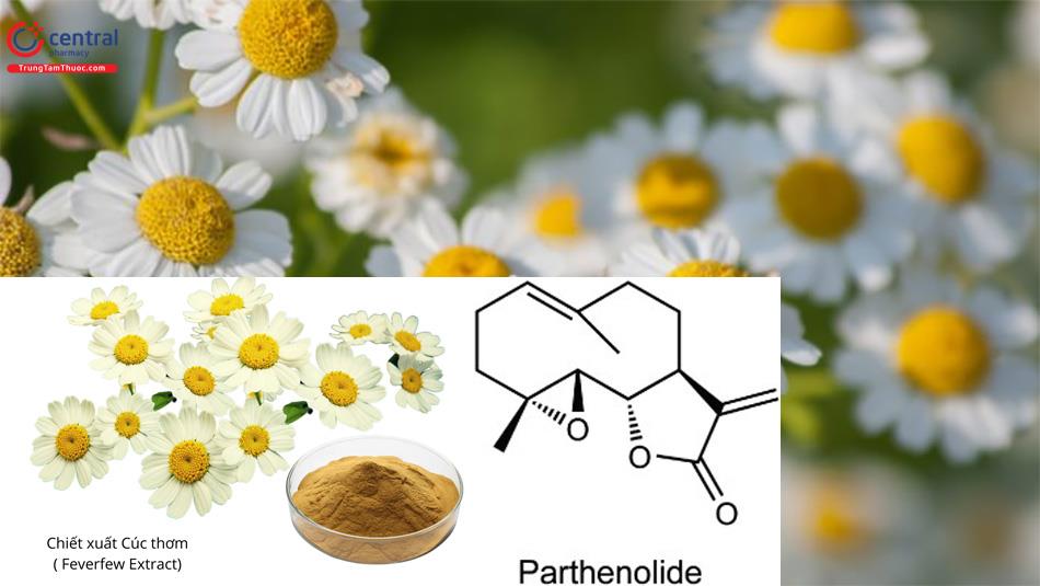Parthenolide là thành phần chính trong lá Cúc thơm