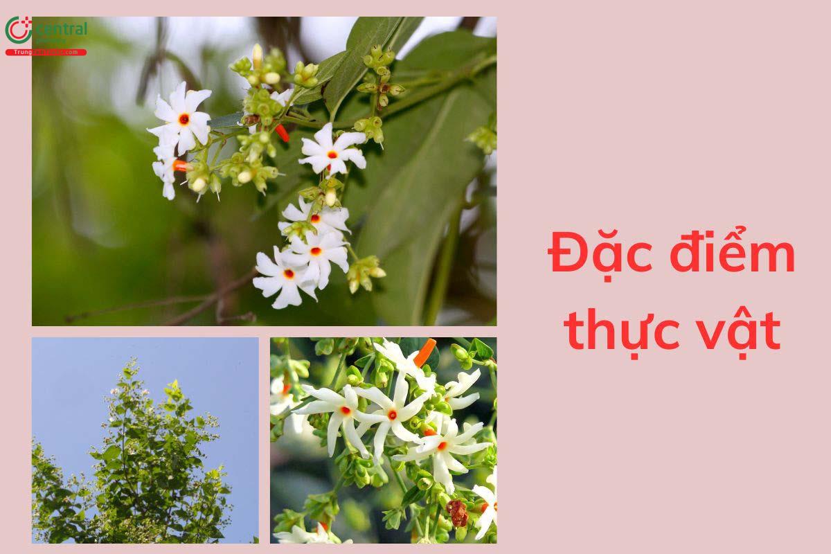 Đặc điểm thực vật