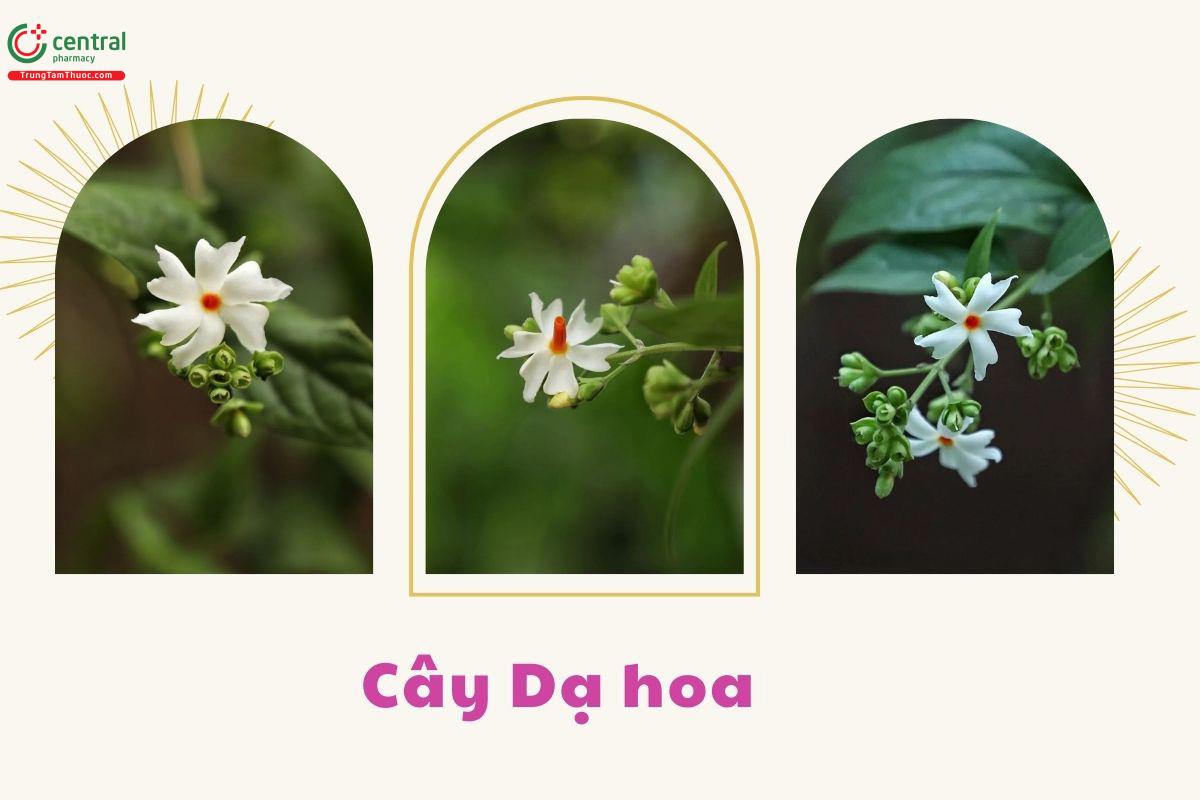 Hoa của cây Dạ hoa