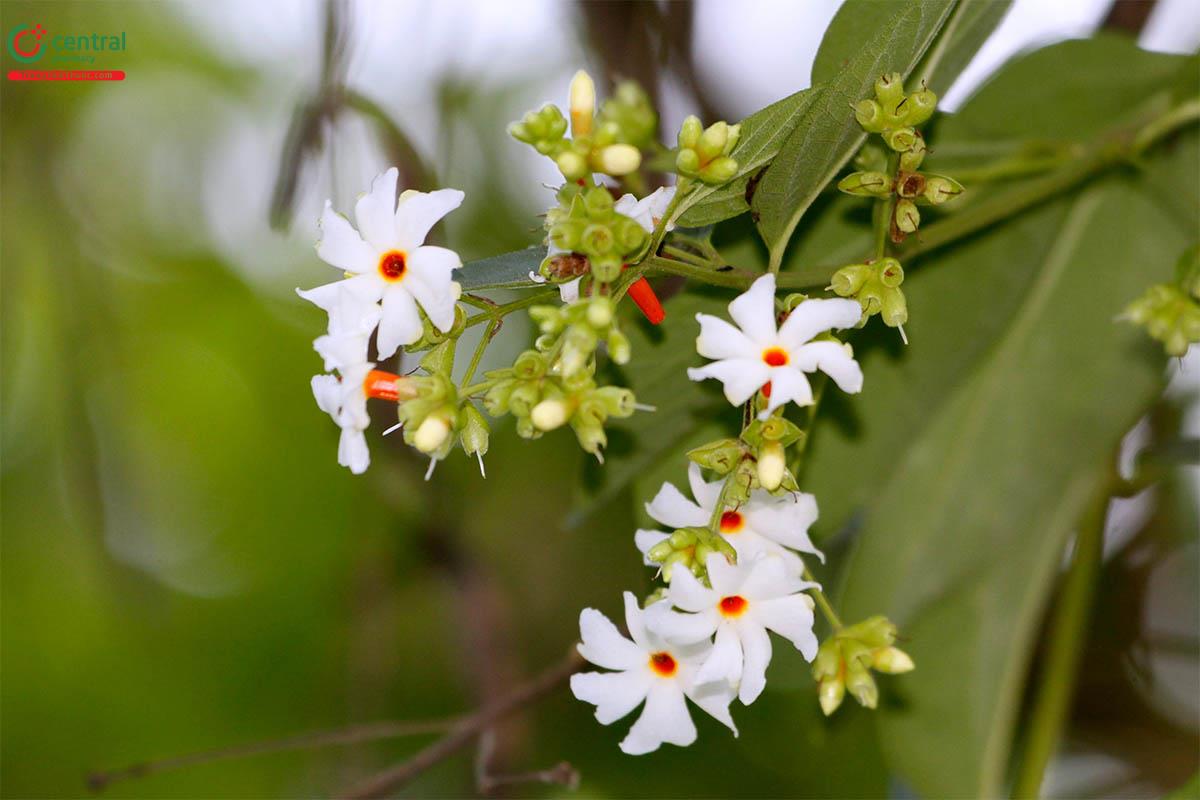 Hoa của cây Dạ hoa