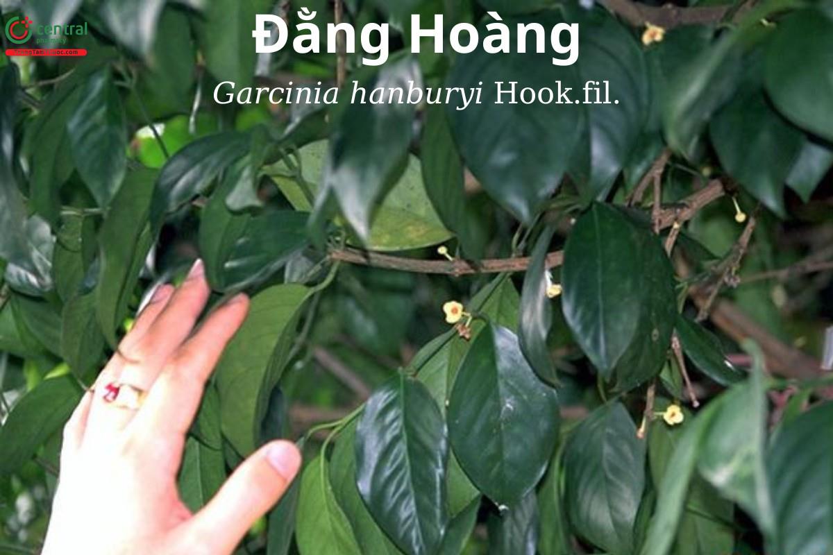 Đằng hoàng