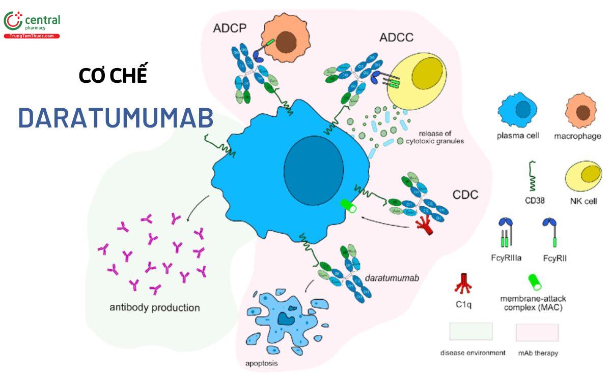 Cơ chế Daratumumab