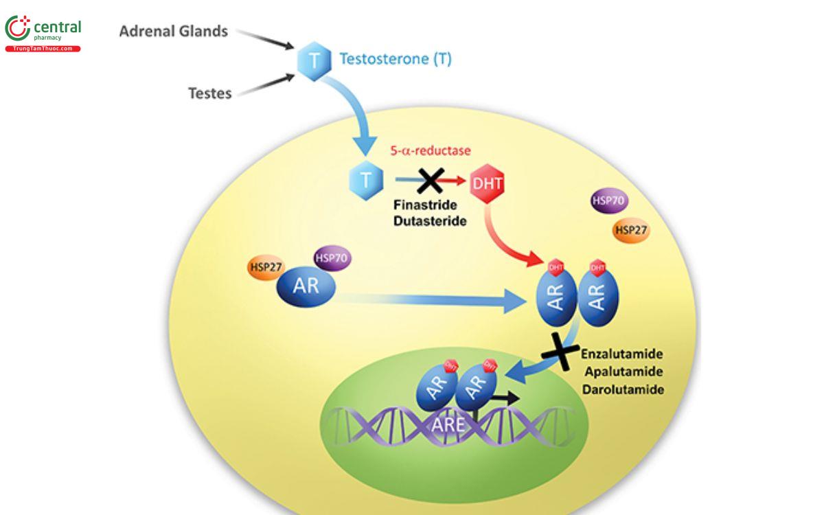 Cơ chế thuốc Darolutamide