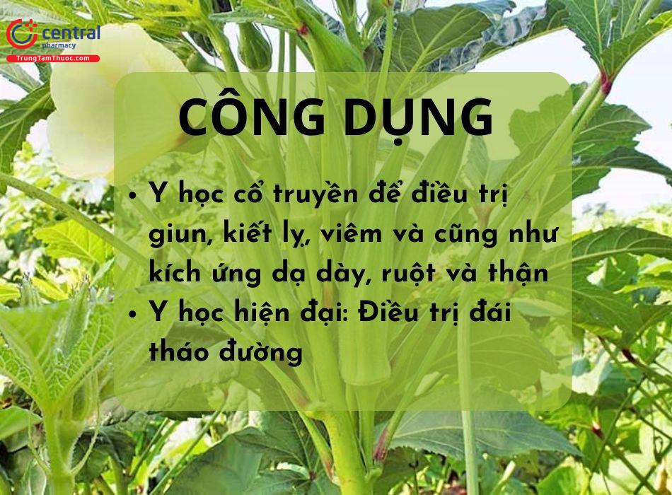 Một số công dụng của đậu bắp