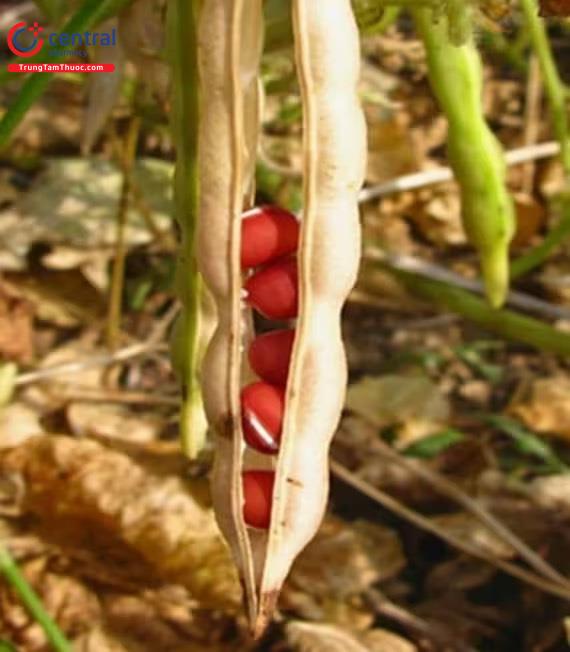 Hình 4: Hạt đậu đỏ