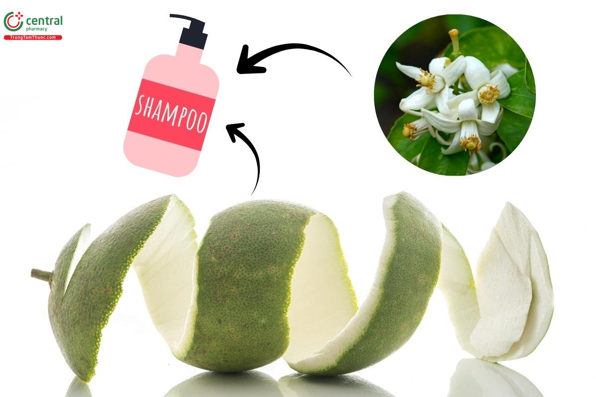 Chiết xuất vỏ bưởi, hoa bưởi - Thành phần chính có trong dầu gội bưởi