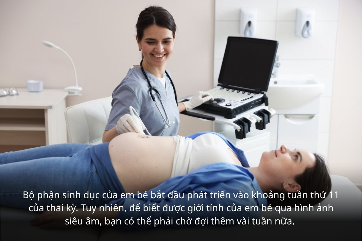 Cần đợi đến tuần 11 mới có thể biết giới tính của thai nhi qua siêu âm
