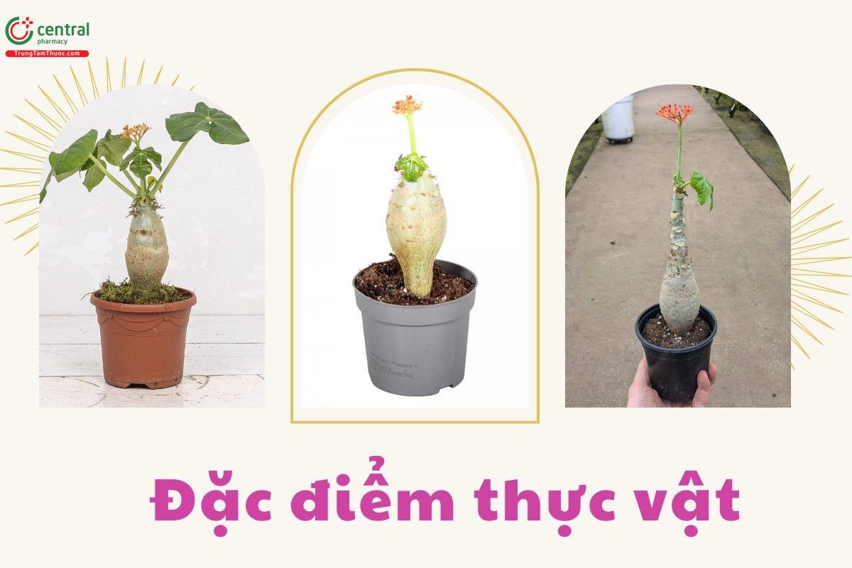 Đặc điểm thực vật