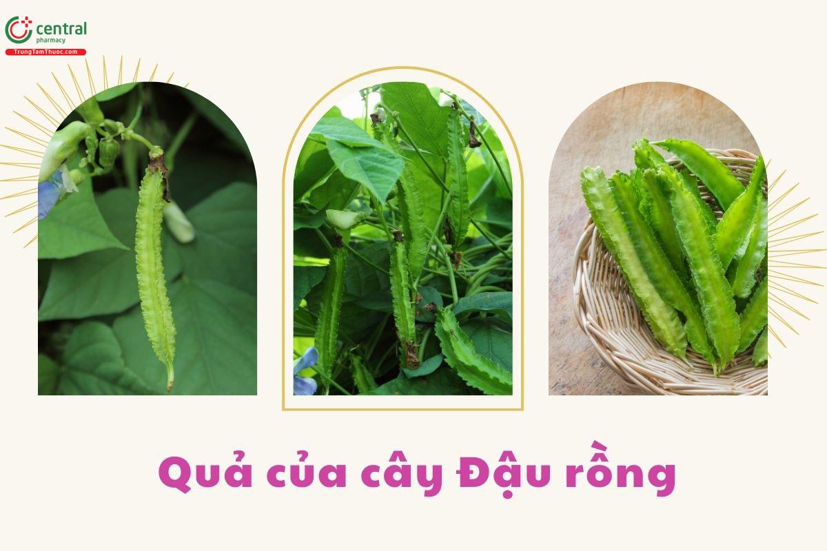 Quả của cây Đậu rồng