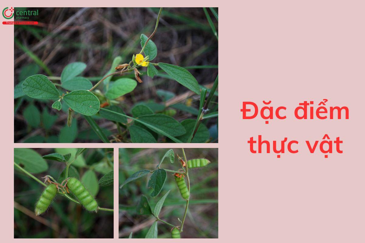 Đặc điểm thực vật