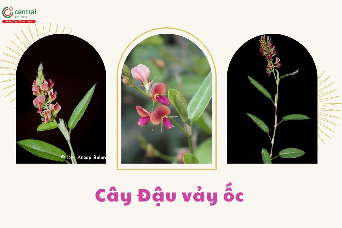 Đặc điểm thực vật
