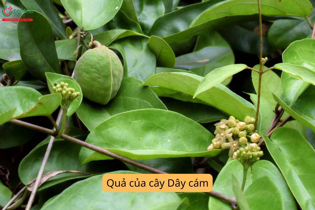 Đặc điểm thực vật