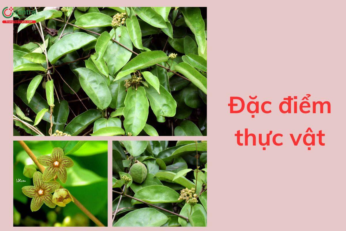 Đặc điểm thực vật