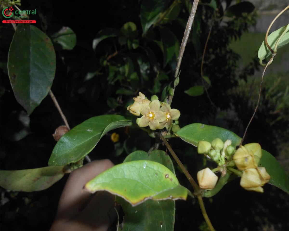 Hoa của cây Dây cám