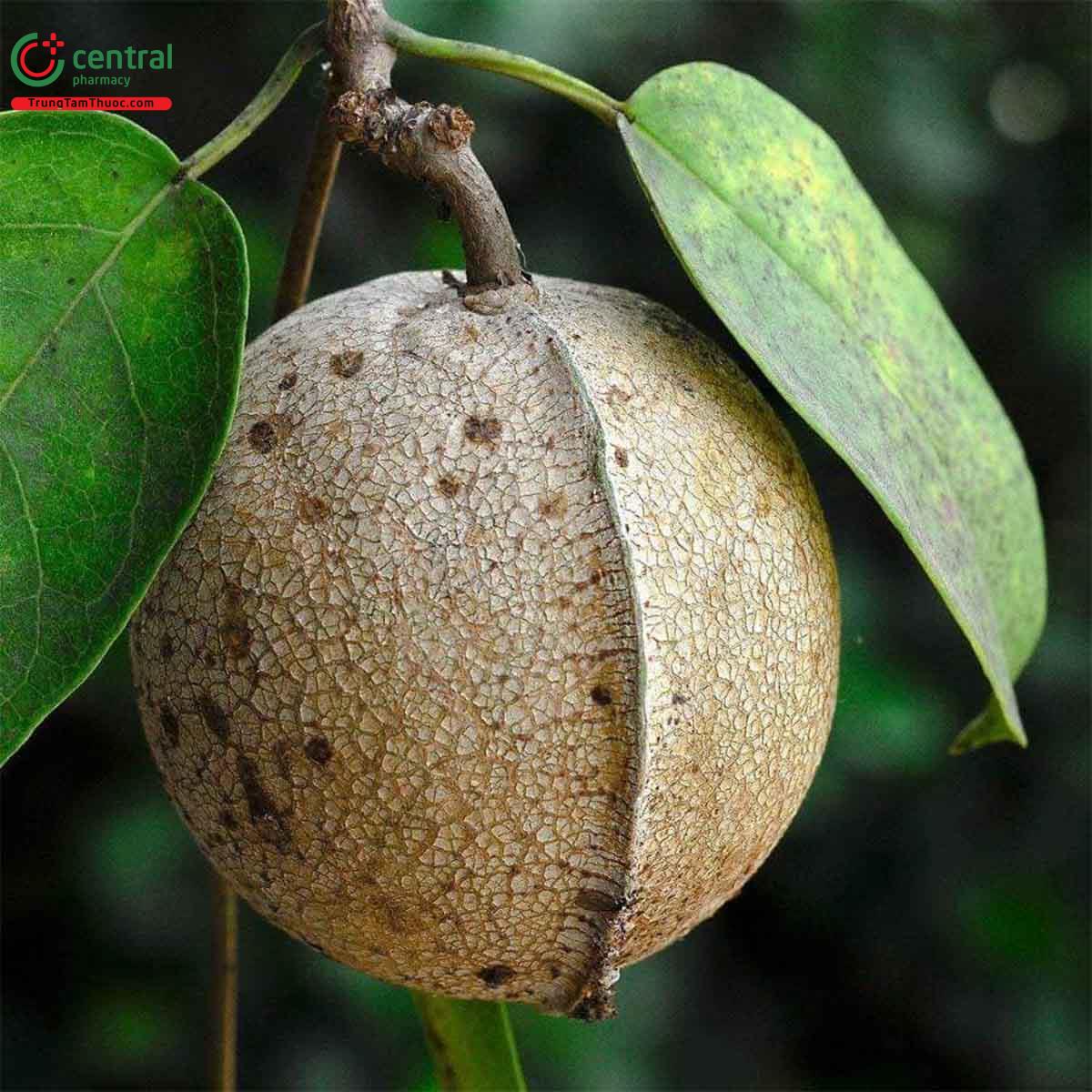 Quả của cây Dây cám