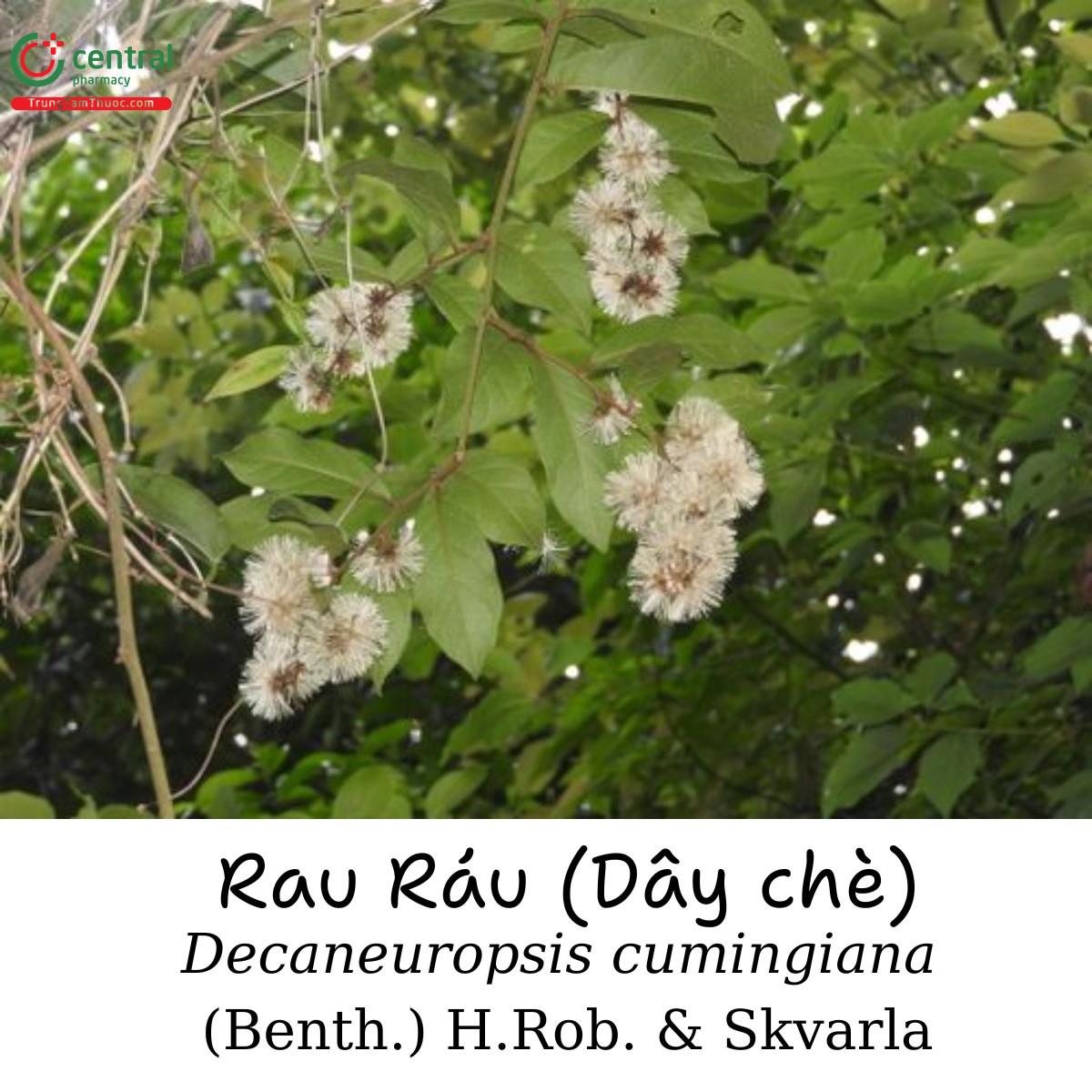 Cây Rau ráu (Dây chè)