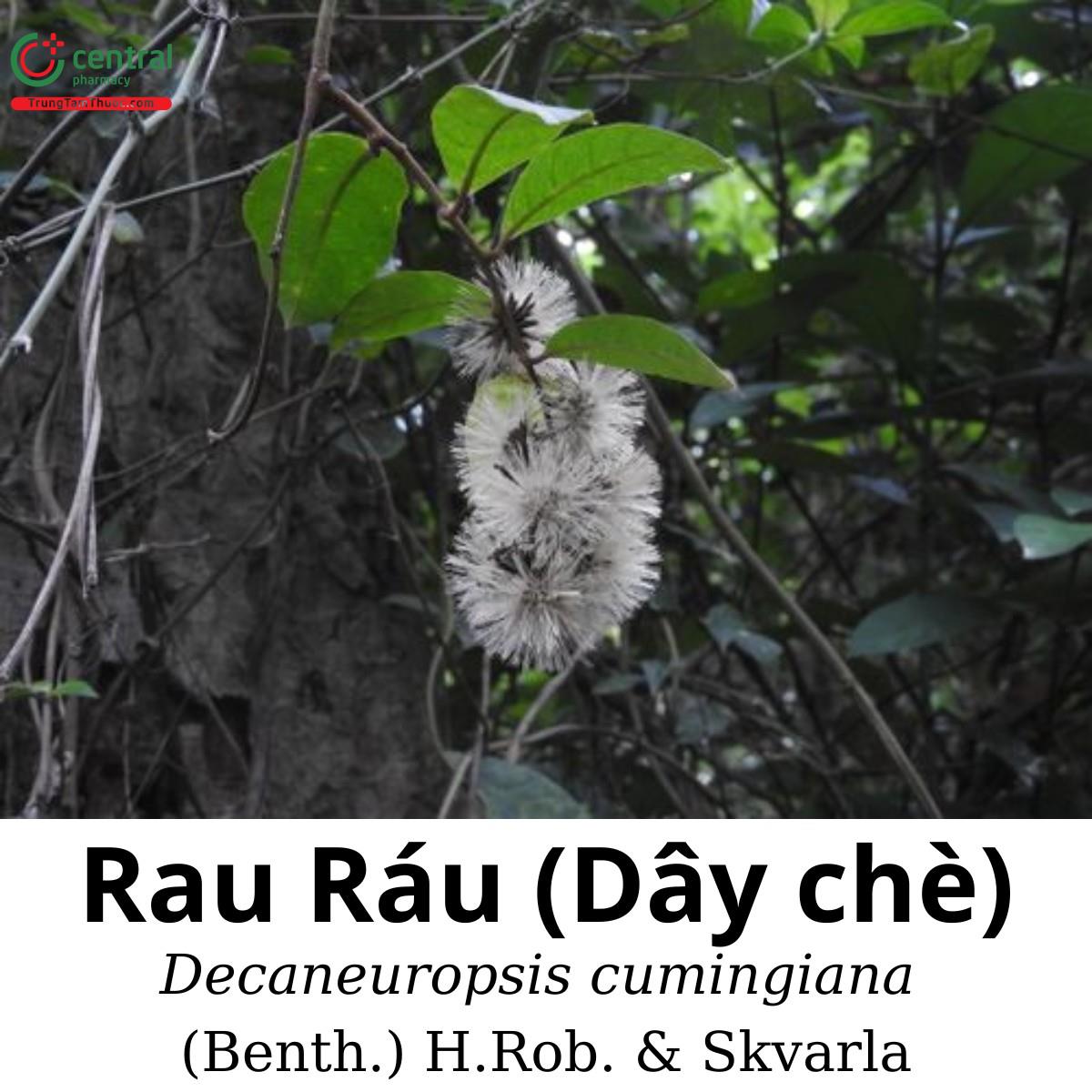 Cây Rau ráu (Dây chè)