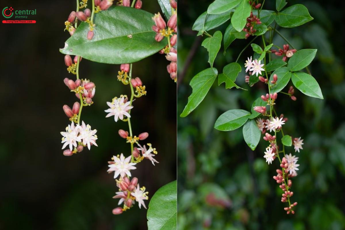 Cây Lưỡi chó (Dây chẽ ba, Dây xanh)