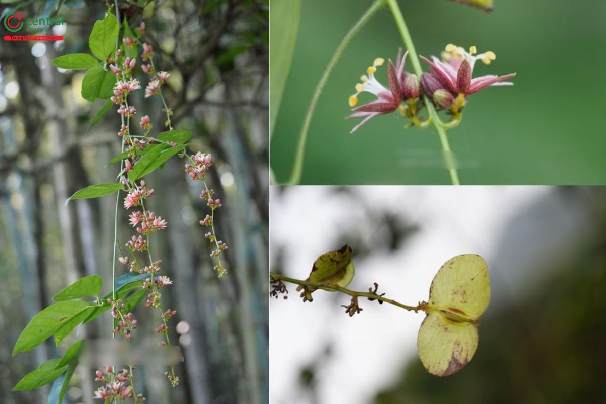 Cây Lưỡi chó (Dây chẽ ba, Dây xanh)