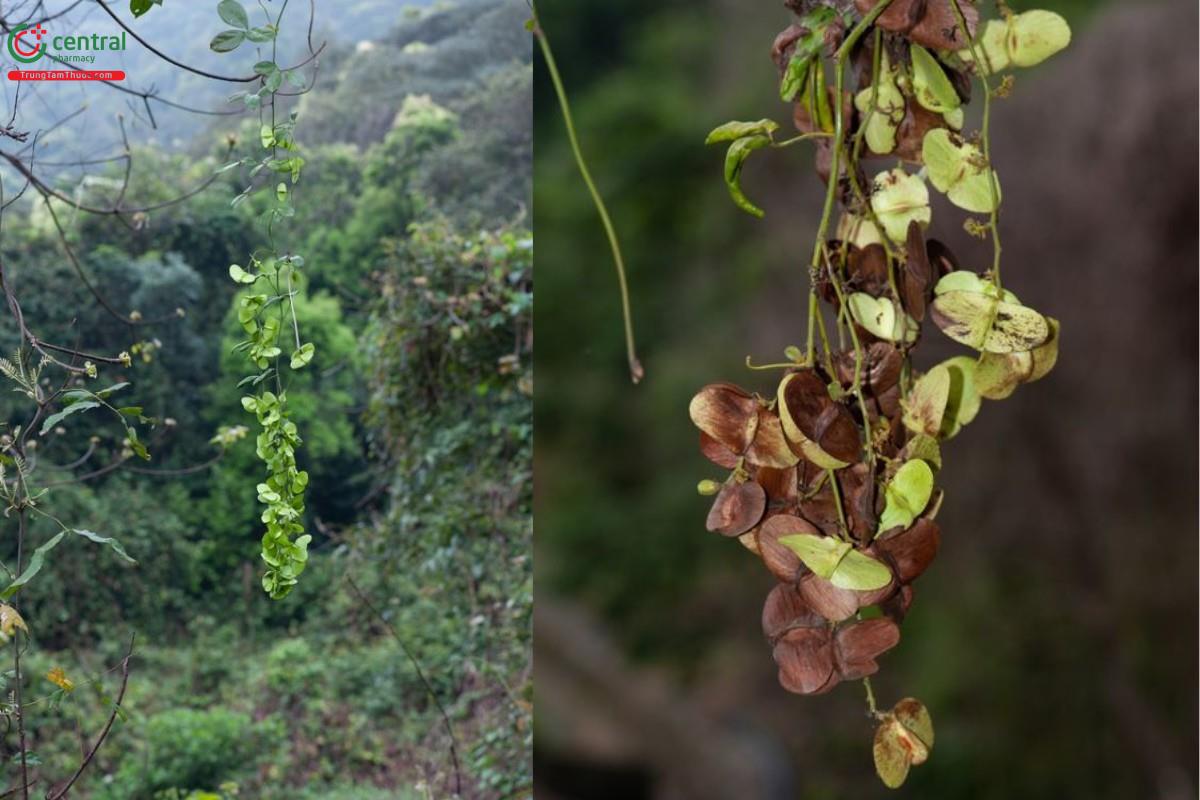 Cây Lưỡi chó (Dây chẽ ba, Dây xanh)