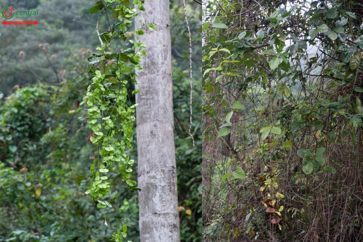 Cây Lưỡi chó (Dây chẽ ba, Dây xanh)