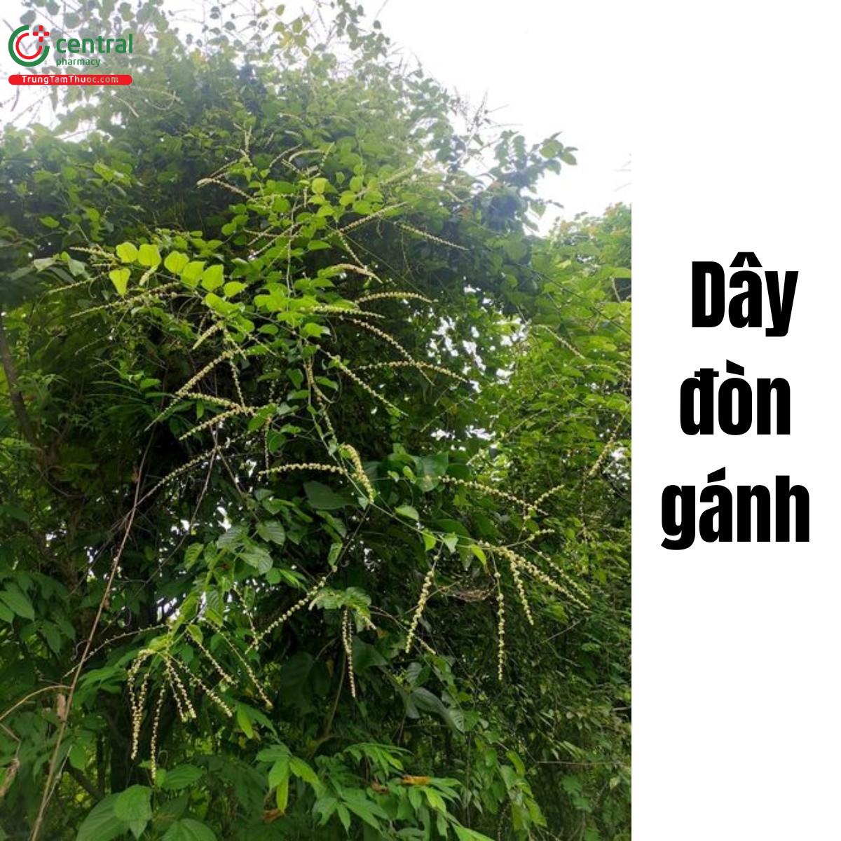 Dây đòn gánh