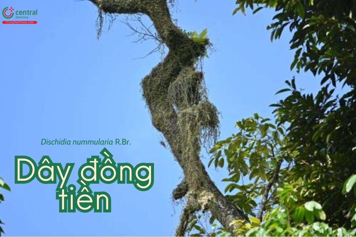 Dây đồng tiền