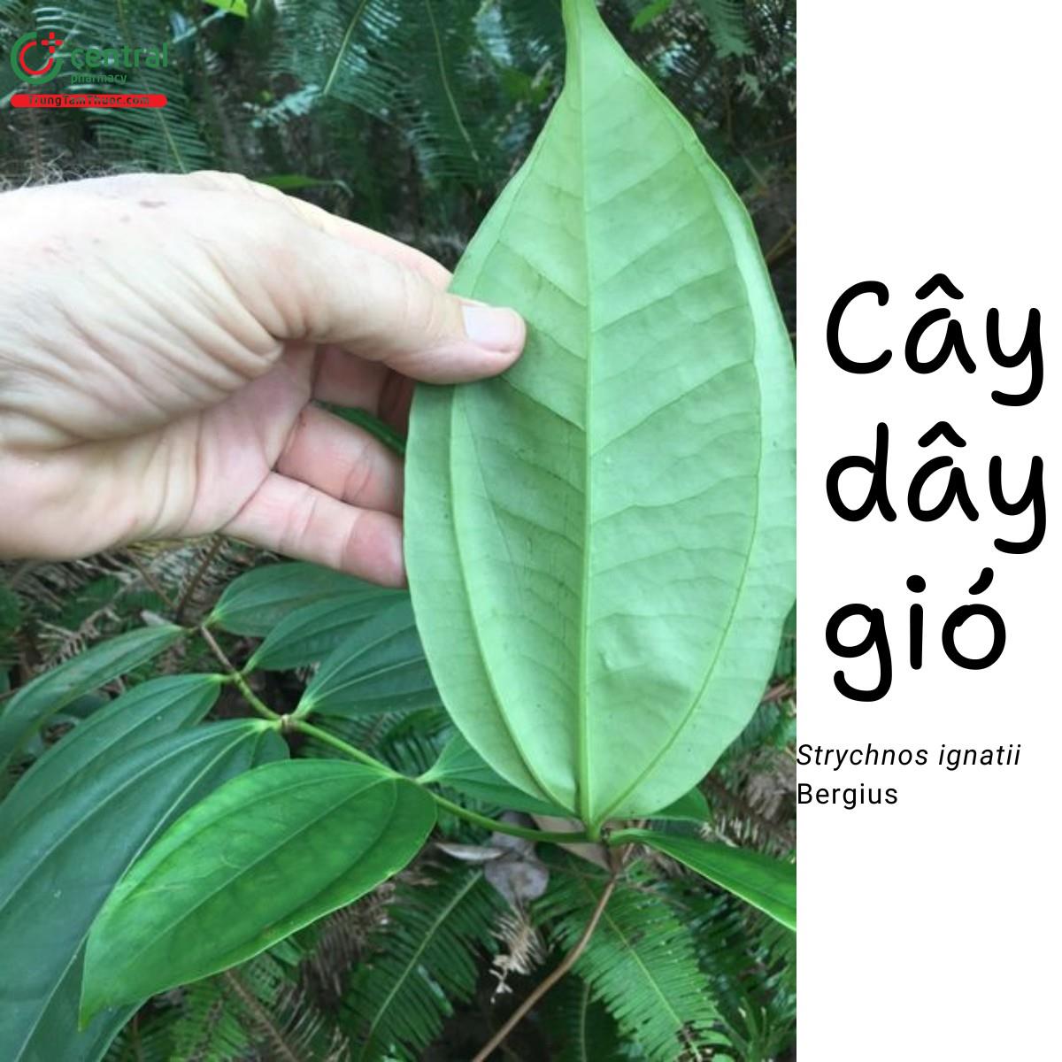 Cây Dây gió