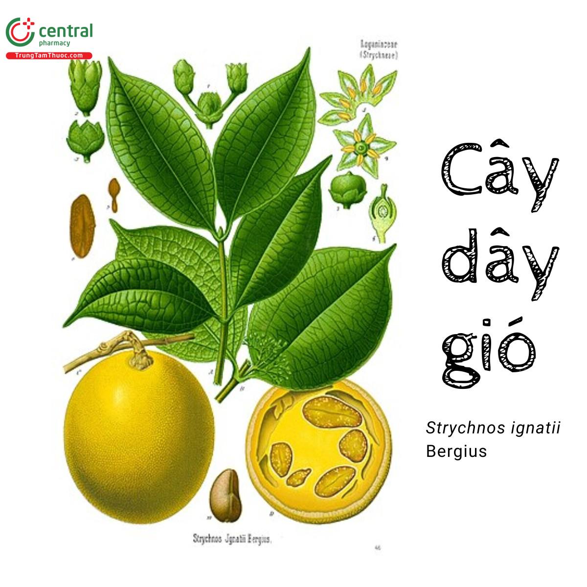 Cây Dây gió