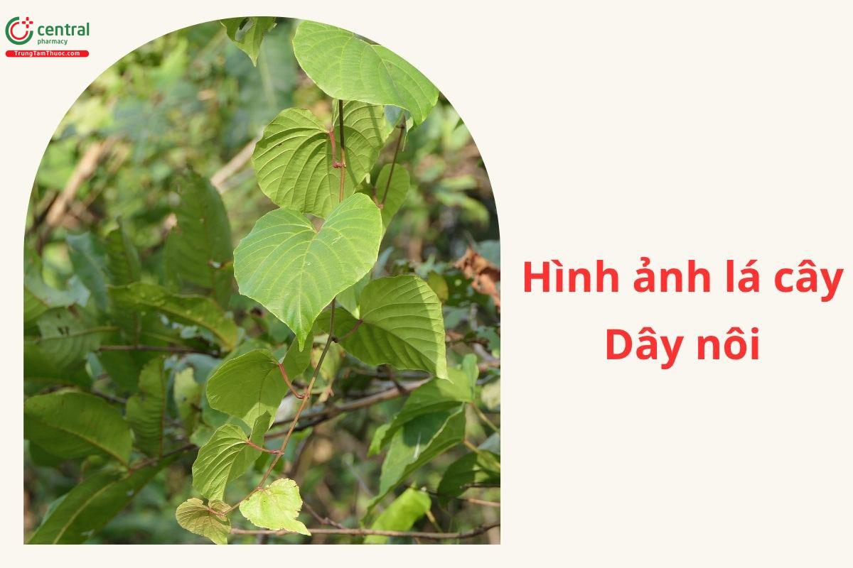 Đặc điểm thực vật