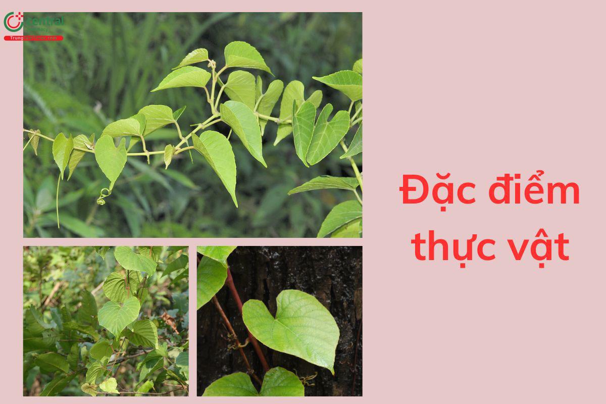 Thu hái và chế biến