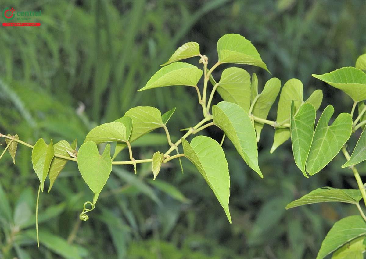 Thành phần hóa học