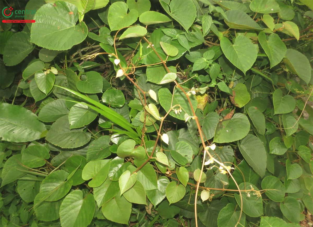 Tác dụng của cây Dây nôi