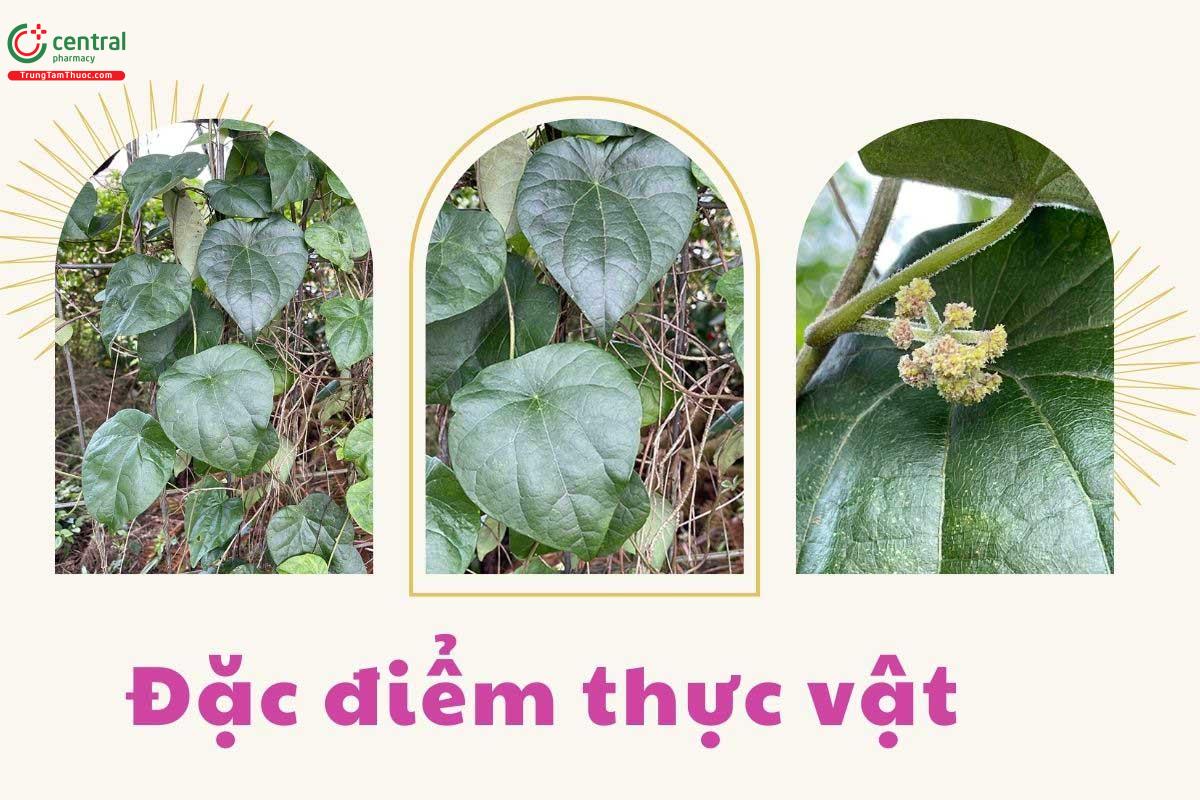 Đặc điểm thực vật