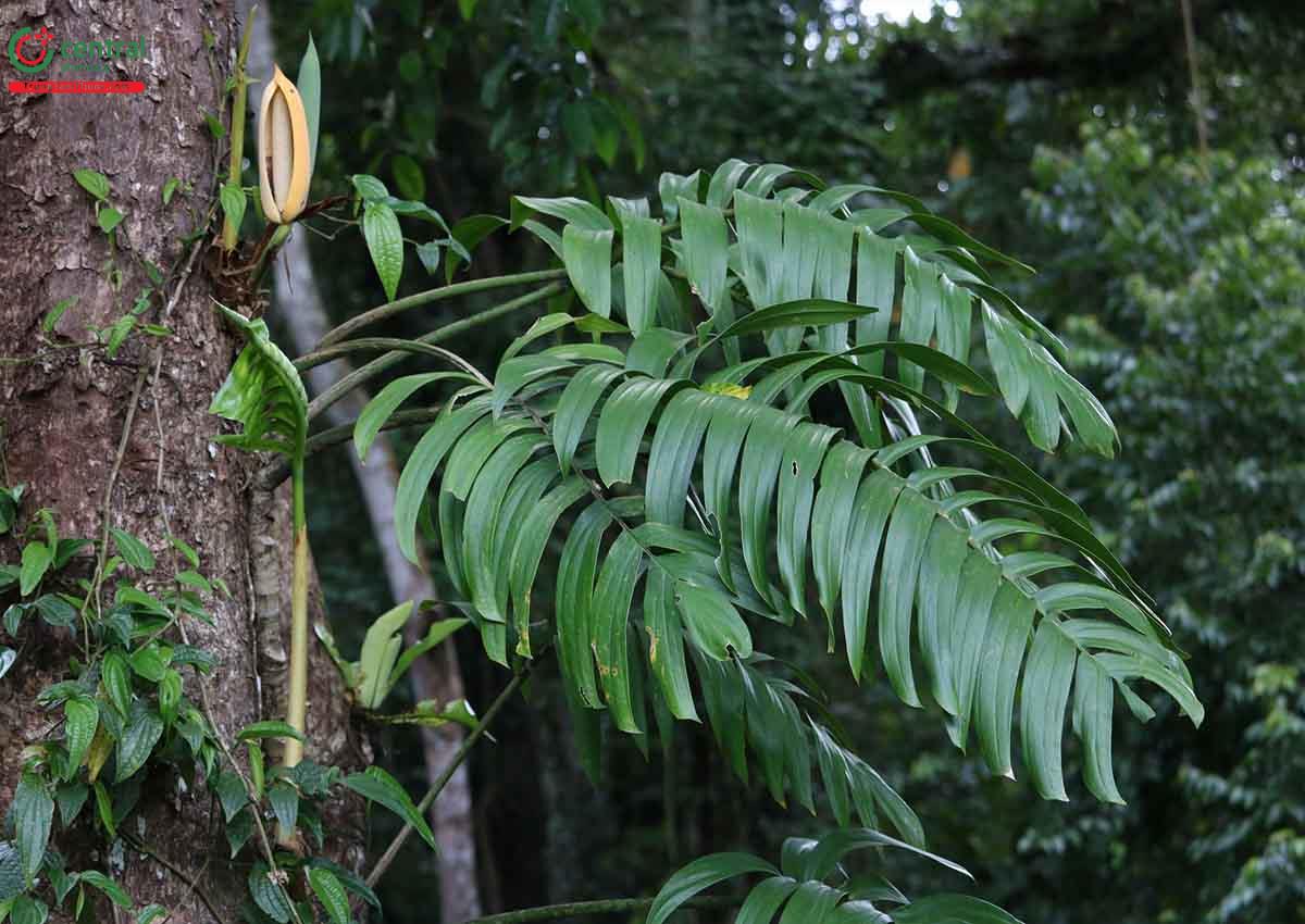 Toàn cây Dây sống rắn